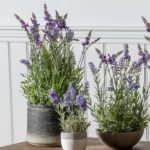 Potted Lavender Bowl Small